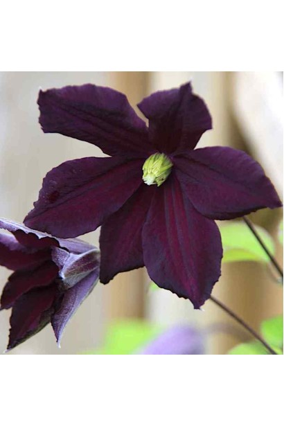 Клематіс Романтика